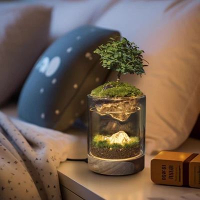 Moss Bonsai vloer/winkelcentrum Display met klei Keramisch glas Kas Grote grootte