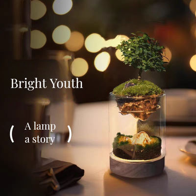 Moderne tafelglaskasten Lamp Glasvezel terrariums voor het planten van zaadjes
